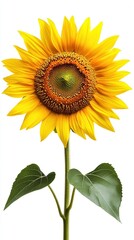 Naklejka premium high resolution sunflower bloom cutout suitable for agriculture eco and cheerful seasonal concepts