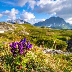 Obraz premium Vibrant purple wildflowers in a scenic alpine meadow setting