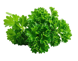 Obraz premium Vibrant green, intricately curled leaves of a fresh herb on a stark white background