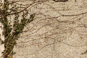 Climbing ivy vines on a pebble dash wall surface. © Jnos