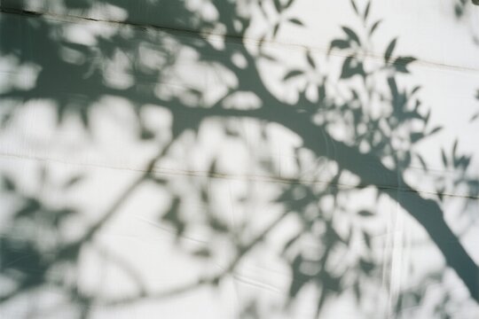 Tree shadow on wall