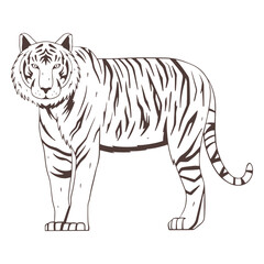 Fototapeta premium Side tiger hand drawn