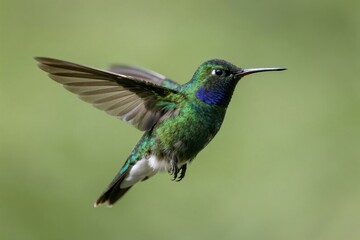 Fototapeta premium Hummingbird in Flight