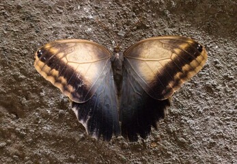 Caligo memnon © Hana