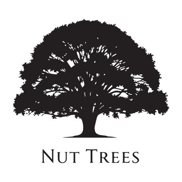 Nut tree silhouette with dense canopy isolated on white background, black vector illustration