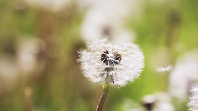 Blow ball dandelion seeds. Hay fever, allergy concept. 