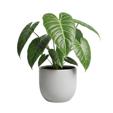Tropical alocasia plant with large green leaves in modern white pot isolated