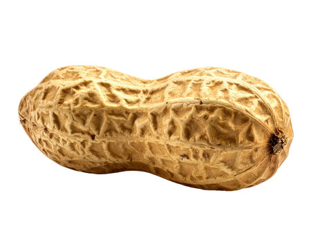 A single, dry, uncracked peanut in its textured shell against a white backdrop