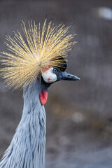 Fototapeta premium Afrikan Crowned Crane, a beautiful and majestic bird