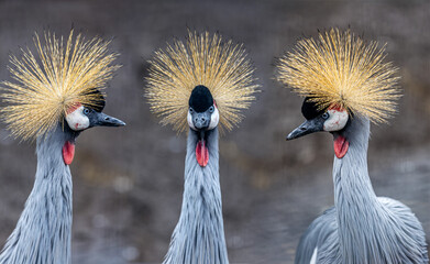 Fototapeta premium Afrikan Crowned Crane, a beautiful and majestic bird