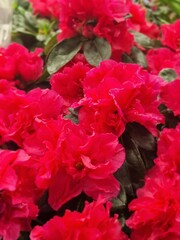 Colorful primroses in a flower pot, close-up