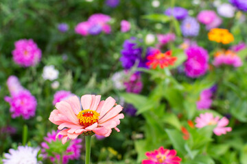 Obraz premium Different flowers are in bloom in a garden. Colors include pink, orange, and purple. Green leaves surround the flowers in a vibrant scene on a sunny day