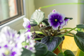 Obraz premium African violet. Home mini potted plants on the windowsill. Flowering saintpaulias. Selective focus