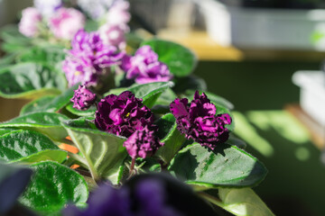African violet. Home mini potted plants on the windowsill. Flowering saintpaulias. Home gardening concept. Selective focus