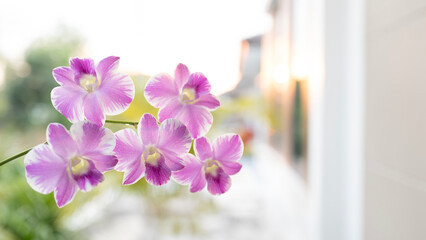 Pink orchid flower macro closeup
