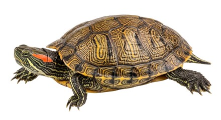 Fototapeta premium Red-Eared Slider Turtle Isolated PNG on White Background