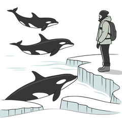 Orca whales swimming near arctic ice edge with observer © ggg