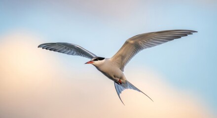 Fototapeta premium Arctic Tern mid-flight, wings extended against a soft, colorful sky