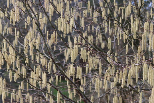 Haselzweig-Bilder: Stock-Fotos & -Videos