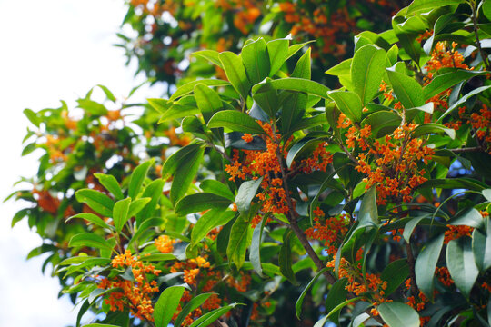 Blooming Orange Laurel Flowers with Green Foliage
