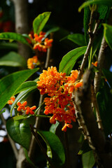 Blooming Orange Flowers with Green Laurel Leaves in Natural Light