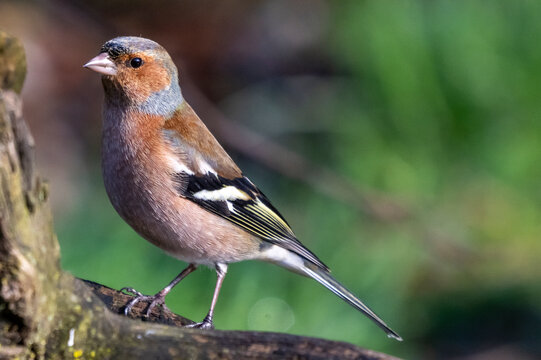 Fringuello (Fringilla coelebs)