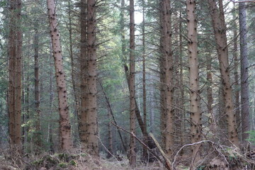 Fototapeta premium Tall conifer tree trunks in a woodland