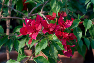 Beautiful red blooms of bougainvillea ruby red in a rooftop garden. Bougainvillea is popular low...