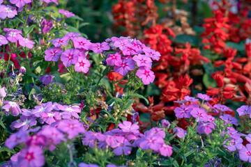 Fototapeta premium beautiful cluster (panicles) of purple-pink phlox flowers, widely cultivated and popular choice of gardeners. A cottage garden mainstay, phlox is named after Scottish botanist Thomas Drummond.