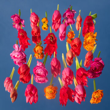artistic arrangement of vibrant spring flowers reflected against blue sky