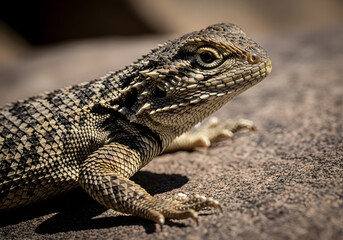 Fototapeta premium Close-up of a Desert Spiny Lizard's head and textured scales, revealing its rough skin and piercing eye against a rocky, sunlit backdrop, isolated on a transparent background for creative projects.