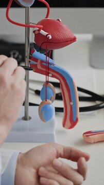 Vertical closeup of urologist using kidney model to clarify medical condition during professional consultation