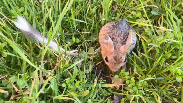 A cute Williams jerboa (Allactaga williamsi) searching for food on the green grass.