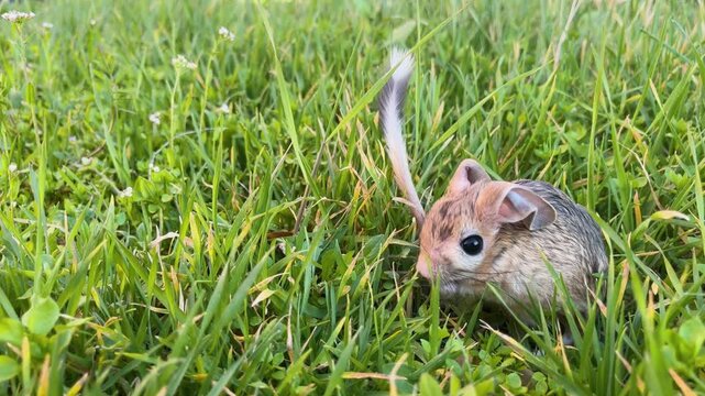 The rare Williams jerboa (Allactaga williamsi) spotted among the green grass in Burdur. Detailed close-up images of this nocturnal rodent in its natural habitat.