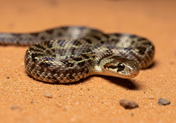 Fototapeta premium Close-up of a glossy small snake with intricate patterns on its scales, resting on sandy ground with small pebbles, isolated on transparent background.