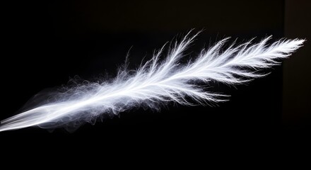 Obraz premium White Feather with Soft Glowing Effect on Black Background glowing feather soft light ethereal