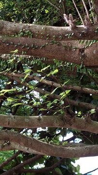 tree with lush leaves and cool air 