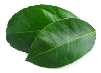 Obraz premium Fresh green leaves of citrus plant isolated on white