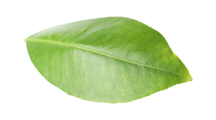 Fototapeta premium Fresh green leaf of citrus plant isolated on white