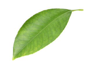 Obraz premium Fresh green leaf of citrus plant isolated on white