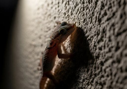 Mediterranean house gecko (Hemidactylus turcicus) clinging to a textured, rough wall at night, illuminated by soft light from above, highlighting its delicate skin and watchful eye, captured in a deta