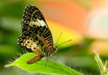 Obraz premium butterfly cethosia