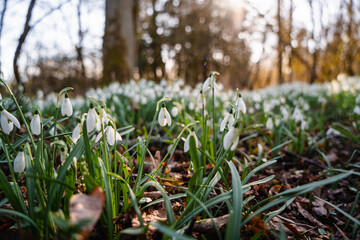Snowdrop flowers growing in spring forest among fallen leaves and mossy wood in warm sunlight, natural seasonal landscape.