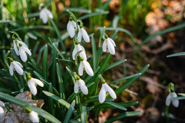 Obraz premium Snowdrop flowers growing in spring forest among fallen leaves and mossy wood in warm sunlight, natural seasonal landscape.