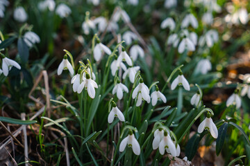 Fototapeta premium Snowdrop flowers growing in spring forest among fallen leaves and mossy wood in warm sunlight, natural seasonal landscape.