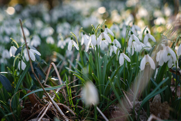 Obraz premium Snowdrop flowers growing in spring forest among fallen leaves and mossy wood in warm sunlight, natural seasonal landscape.