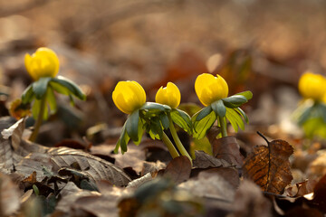 Ranniki zimowe (Eranthis hyemalis) kwitnące w lesie na tle suchych liści, zwiastuny wiosny © mycatherina