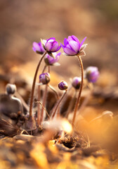 Fioletowy wiosenny kwiat - przylaszczka pospolita (anemone hepatica), makro kwiatów w lesie.  © mycatherina