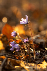 Fioletowy wiosenny kwiat - przylaszczka pospolita (anemone hepatica), makro kwiatów w lesie.  © mycatherina