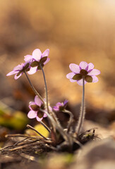 Fioletowy wiosenny kwiat - przylaszczka pospolita (anemone hepatica), makro kwiatów w lesie.  © mycatherina